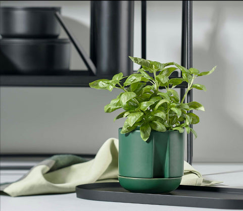 Tips for Growing Kitchen Herbs in the Home