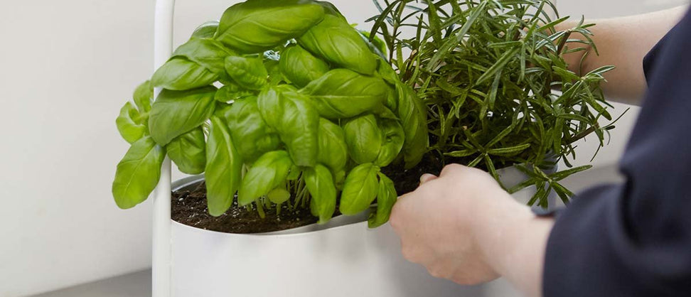 Growing Practical and Tasty Herbs in the Kitchen – Indoor Gardening Made Easy